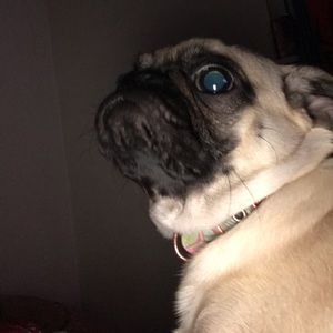 Meet your Posher, Gary